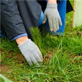 Close-up shot of tree being planted on behalf of ColorWorks scheme.